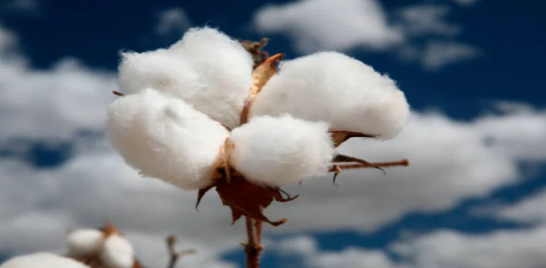  Difference between organic cotton and cotton
